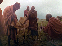 Maasai eitual